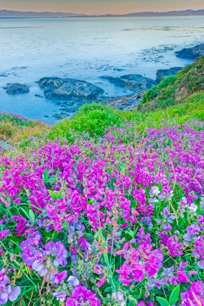 istock Victoria, Vancouver Island 1363911069