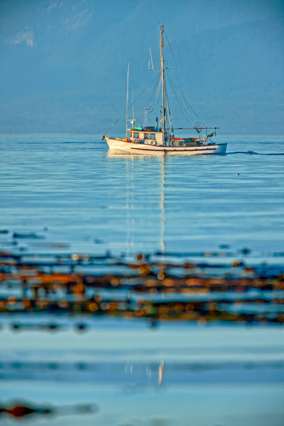 Fishing boat at sunset sailing off of the Provincial capital city of Victoria  on Vancouver Island, British Columbia