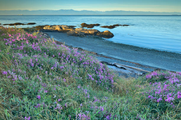 istock Victoria, Vancouver Island 1363911878