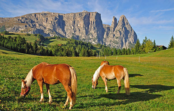 Haflinger Horses on the Alp di Siusi and the Ciliar in the Background,South Tyrol,Northern Italy