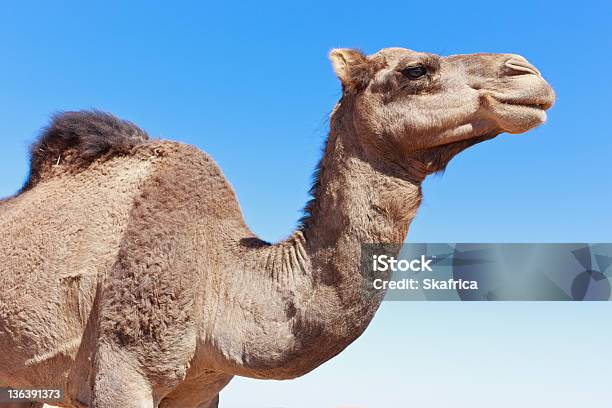 Lone Camel Mit Blauem Himmel Stockfoto und mehr Bilder von Abenteuer - Abenteuer, Afrika, Anhöhe