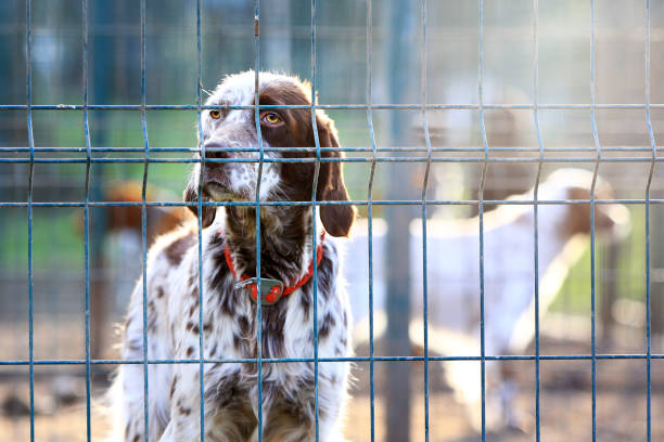 White and brown colored setter in the cage and shelter. The setter is a type of gundog used most often for hunting game such as quail, pheasant, and grouse. White and brown colored setter in the cage and shelter. The setter is a type of gundog used most often for hunting game such as quail, pheasant, and grouse. irish red and white setter stock pictures, royalty-free photos & images