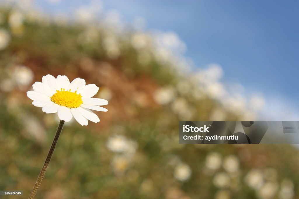 Gänseblümchen auf blauer Himmel - Lizenzfrei Aufnahme von unten Stock-Foto