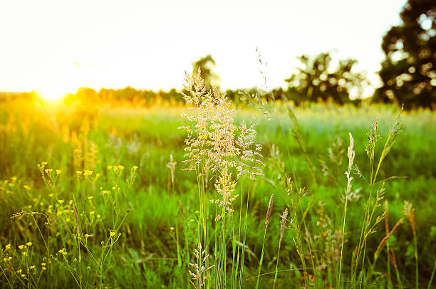 Meadow during sunset. stock photo