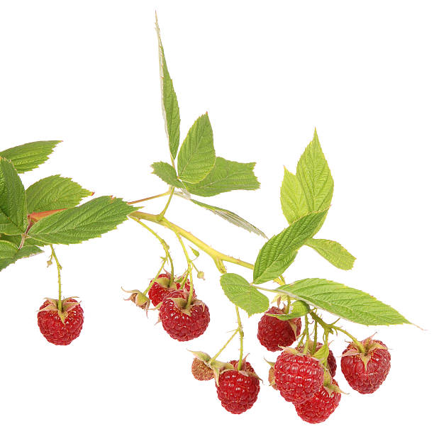 istock Branch of raspberries 136391791