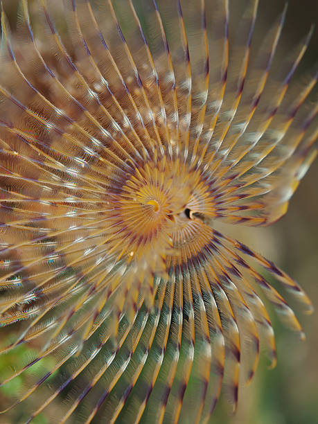 istock Spiral tube worm (Spirographis spallanzani) 136391948