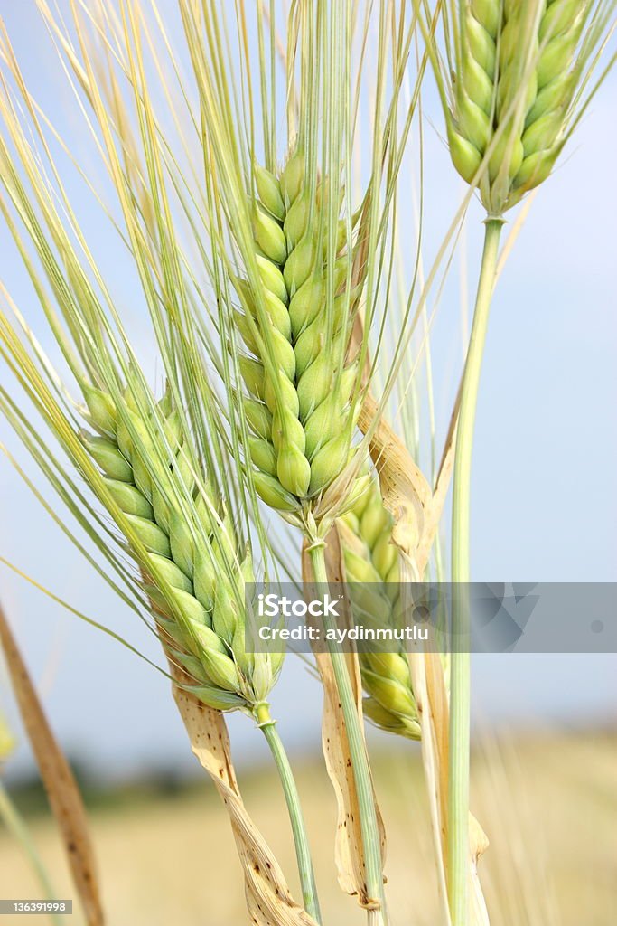 Trigo close-up - Foto de stock de Agricultura royalty-free