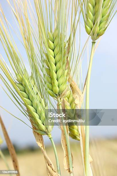 Foto de Trigo Closeup e mais fotos de stock de Agricultura - Agricultura, Amarelo, Calor