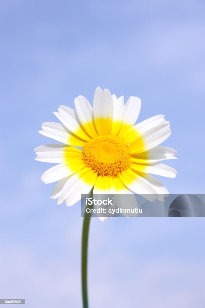 Blue sky daisy meadow Blue sky daisy meadow. Beauty In Nature Stock Photo
