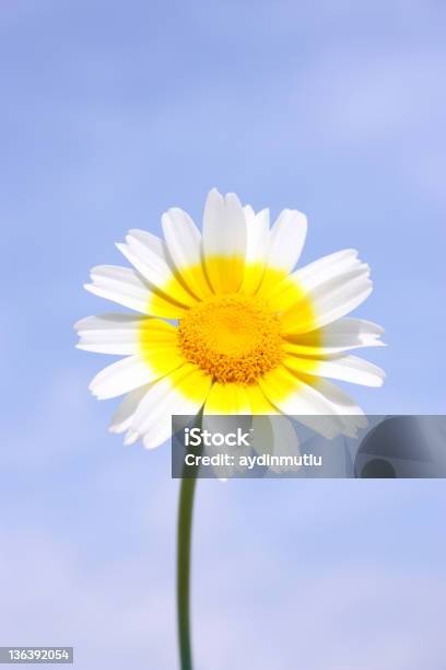 Blue Sky Daisy Meadow Stock Photo - Download Image Now - Beauty In Nature, Blue, Botany