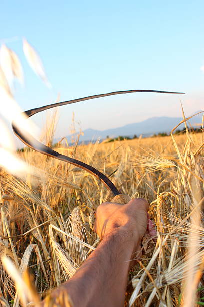 istock Paddy and wheat scythe 136392074