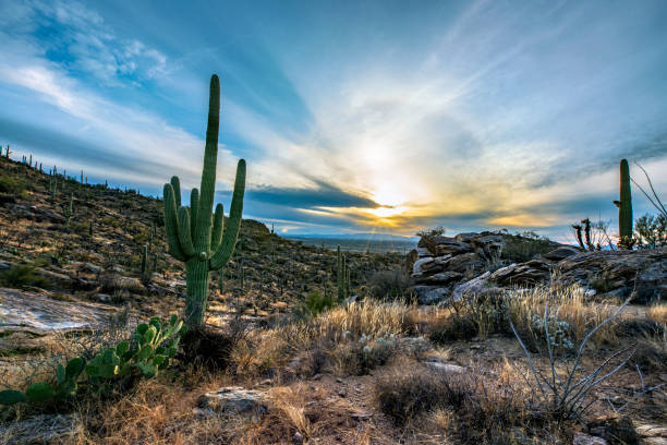 istock Desert Landscape at Sunset 1363927320