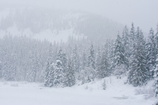 Two young Christmas trees among snowdrifts against the background of a winter forest and high snow-capped mountains.