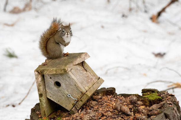 istock Red squirrel on an old bird house. 1363927936