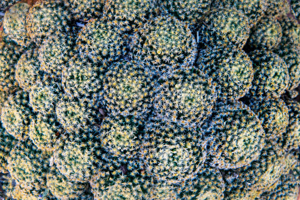 Top view of cactus succulent