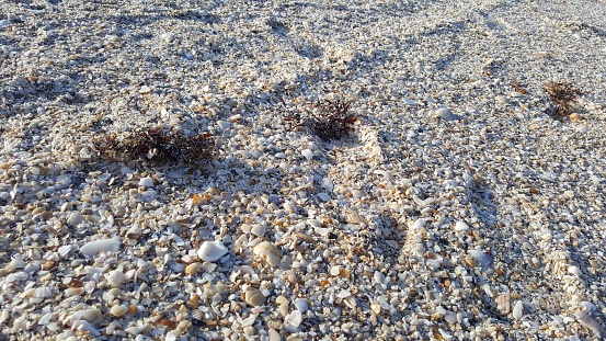 dainty shells on the seashore of Ft Lauderdale Florida