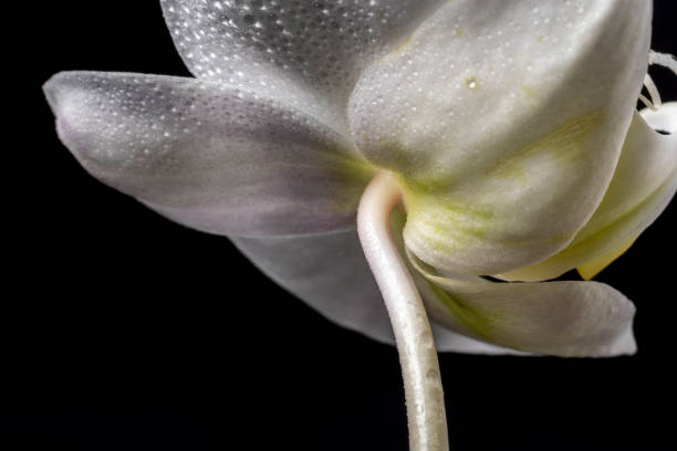 Macro image of the underside of a white moth orchid on a black background. Focus is on the sepal and stem.