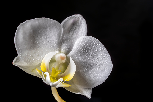 Macro image of the inside of a white moth orchid bloom on a black background. Focus is on the lip, column and throat of the orchid bloom.