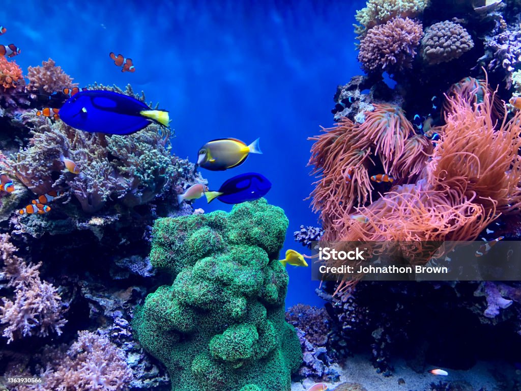 Fish Stock Imagine Fish Stock Photo - Download Image Now - Abstract, Animal, Animal Themes ...