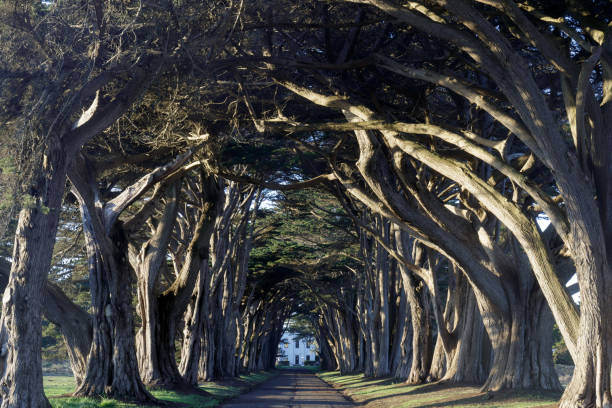 istock Iconic Cypress Tree Tunnel at Point Reyes National Seashore 1363930576