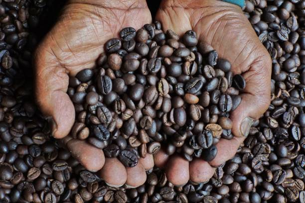 istock Heart Shaped Fine Roasted Coffee Bean in Hand 1363930764