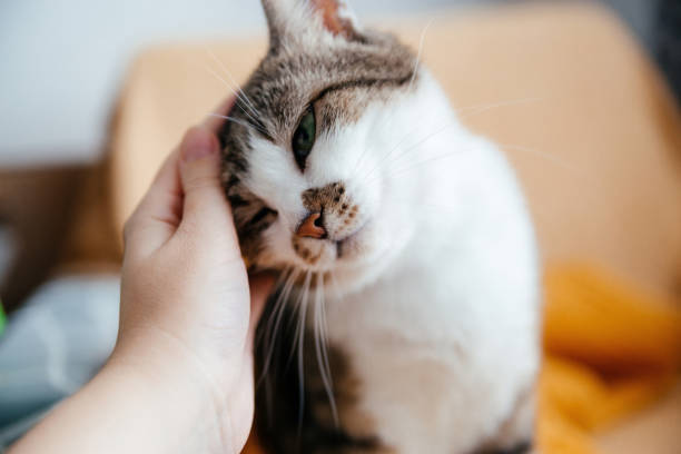 istock Human hand stroking a gray cat close up. 1363932281