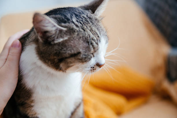 istock Human hand stroking a gray cat close up. 1363932286