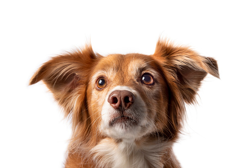 Close-up of a small white and black dog looking sad