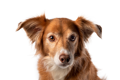 Headshot of a mixed breed, part Nova Scotia Duck Tolling Retriever, adult dog on a white background. He is looking at the camera with a sad expression.