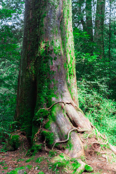 istock Huge old tree covered with moss, the growth of spreading roots 1363935626