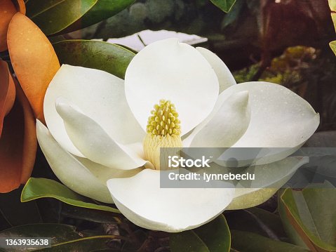 istock White Magnolia Flower 1363935638