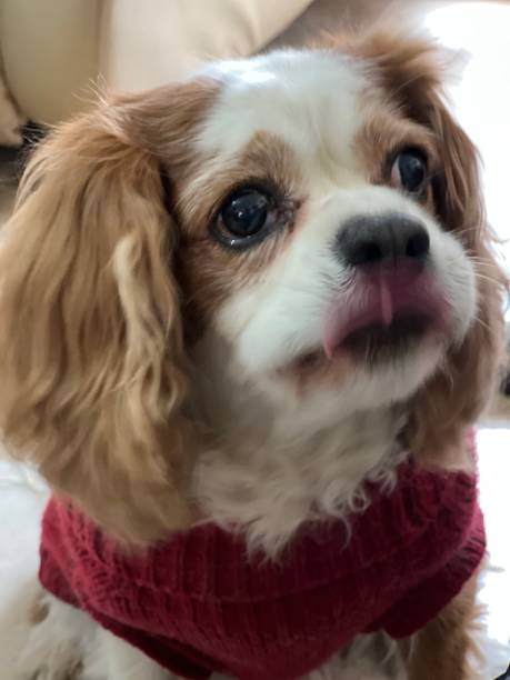 istock dog with tongue blurred 1363935828
