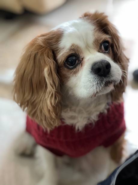 istock dog in portrait mode 1363935833