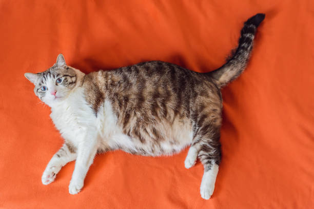Very fat cat is obese, lies on an orange blanket Very fat cat is obese, lies on an orange blanket. chubby cat stock pictures, royalty-free photos & images