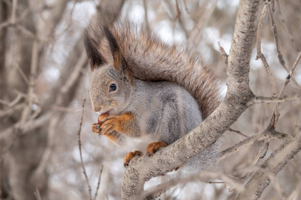 istock The squirrel with nut sits on tree in the winter or late autumn. 1363938157