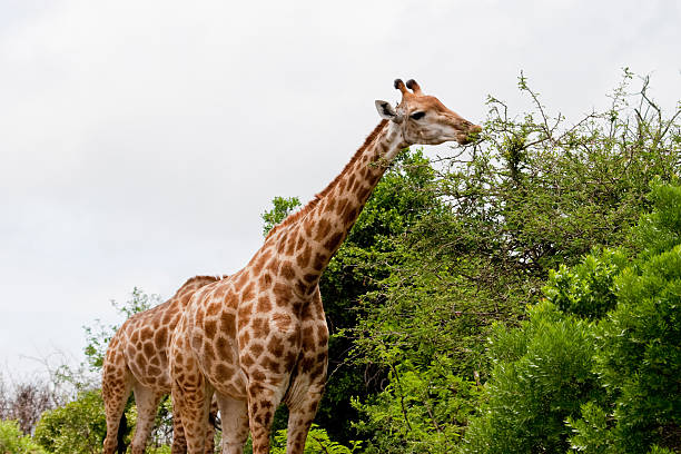 Giraffe eating stock photo