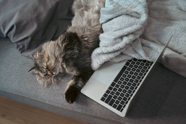 istock Mockup computer laptop and lovely cat on comfortable sofa. 1363939974
