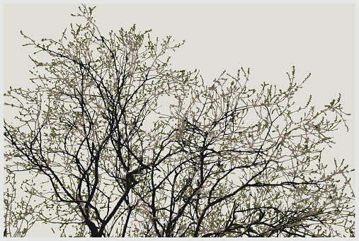 color sakura trees illustration backgrounde