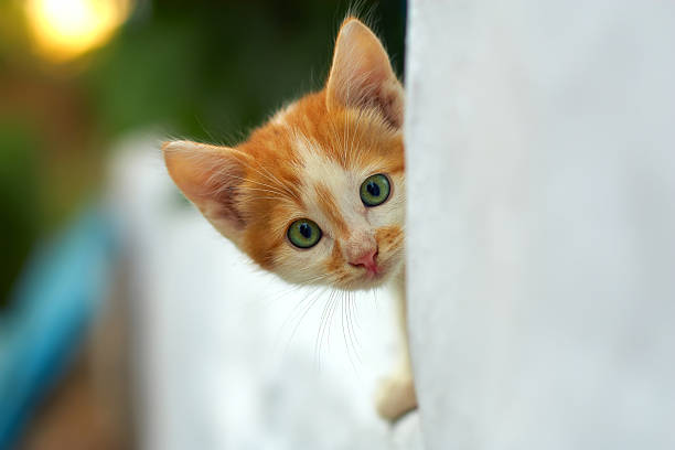 istock curious small red kitten peeking out from white wall. outdoors 136394272