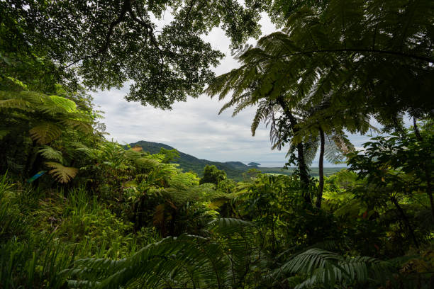 istock Daintree Rainforest tropical Great Barrier Reef 1363943984