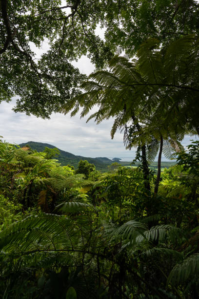 istock Daintree Rainforest tropical Great Barrier Reef 1363944511