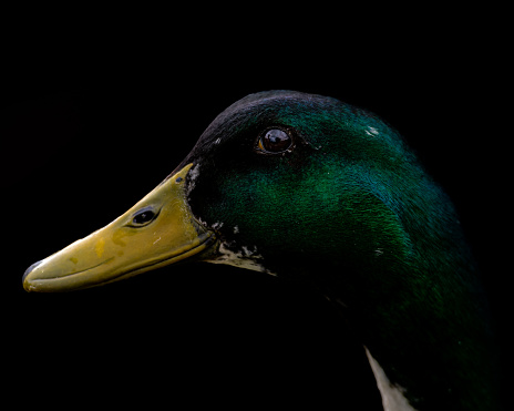A fine art Low key Portrait of a male mallard duck