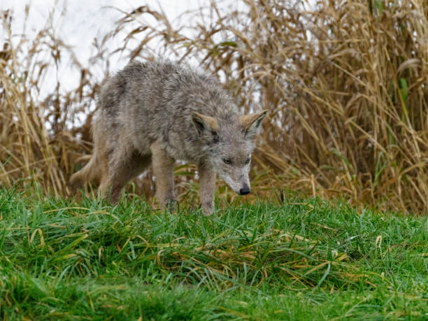 istock Young Coyote Canis latrans on Grass Hill Western Washington State 1363946980