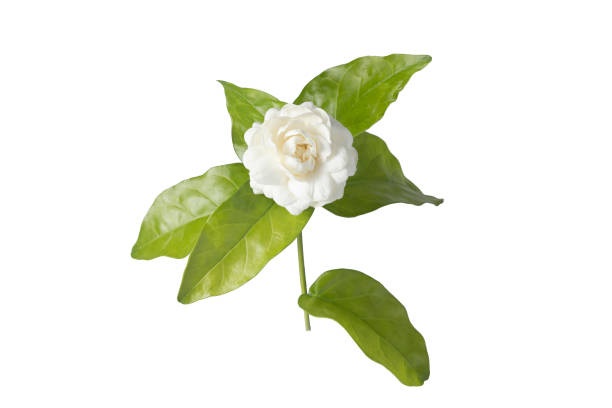 istock Jasmine flowers isolated on white background. 1363947197