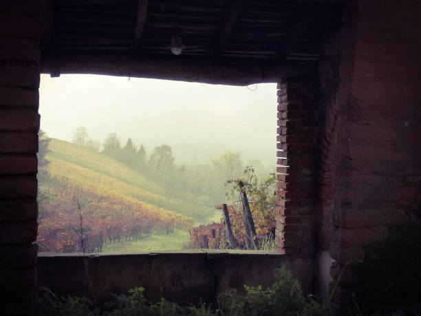 istock Autumn in the vineyard 1363947237