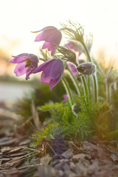 Prairie purple Pulsatilla pratensis close-up at sunset. A beautiful fragile first spring flower bloomed in the garden. stock photo