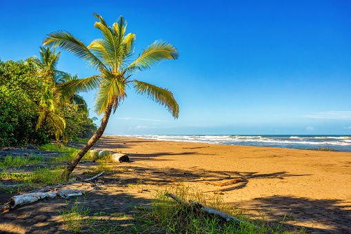 wild beach of Tortuguero by the Caribbean Sea in Costa Rica, Central America.