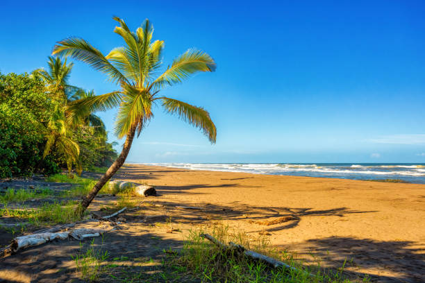 beach of Tortuguero, Costa Rica wild beach of Tortuguero by the Caribbean Sea in Costa Rica, Central America. tortuguero national park stock pictures, royalty-free photos & images