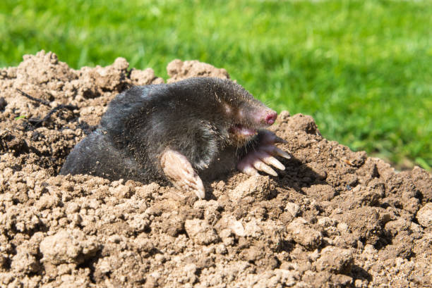 istock European mole on the top of the mole hill 1363949987
