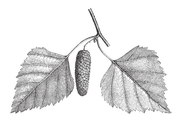 betula pendula - серебряная береза - винтажная гравированная иллюстрация - autumn tree leaf formal garden stock illustrations